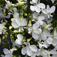 Magadi™ Compact White Lobelia