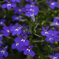 Magadi™ Compact Dark Blue Lobelia