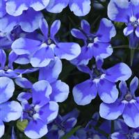 Magadi™ Compact Blue Bay 25 Lobelia