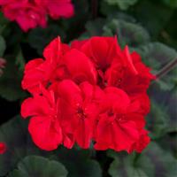 Super Moon™ Red Zonal Geranium