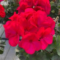 Super Moon™ Violet Zonal Geranium