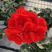 Super Moon™ Bright Red Zonal Geranium