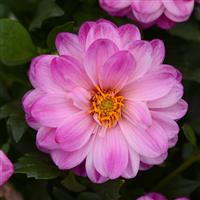 Dalaya<sup>®</sup> Pink+White Dahlia