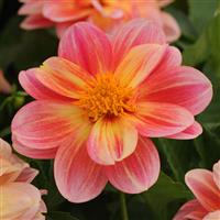 Dalaya<sup>®</sup> Pink+Lemon Dahlia