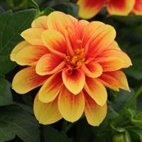 Dalaya<sup>®</sup> Yellow+Red Eye Dahlia