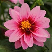 Dalaya<sup>®</sup> Pink+Rose Eye Dahlia