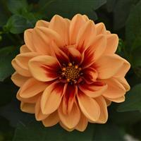 Dalaya<sup>®</sup> Apricot+Red Eye Dahlia