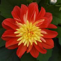 Dalaya<sup>®</sup> Fireball Dahlia