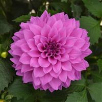 Dalaya<sup>®</sup> Lavender Dahlia