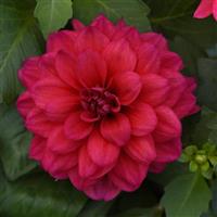 Dalaya<sup>®</sup> Raspberry Dahlia