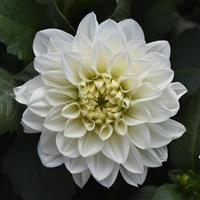 Dalaya<sup>®</sup> White Dahlia