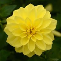 Dalaya<sup>®</sup> Yellow Dahlia