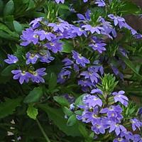 Blue Fan Scaevola