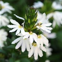 White Sparkle Scaevola