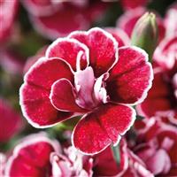 Capitán™ Red White Edge Dianthus