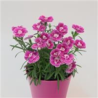 Capitán™ Magnifica Dianthus