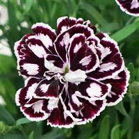 Capitán™ Purple+White Dianthus