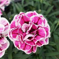 Capitán™ Purple Frost Dianthus