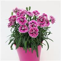 Capitán™ Purple Frost Dianthus