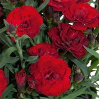 Dianthus Carmen™ Burgundy