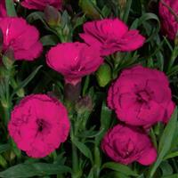 Dianthus Carmen™ Purple