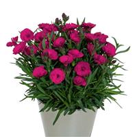 Dianthus Carmen™ Purple