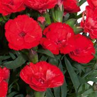 Dianthus Carmen™ Red