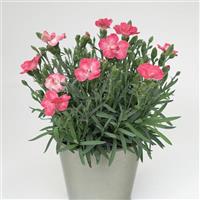 Dianthus EverLast™ Peach