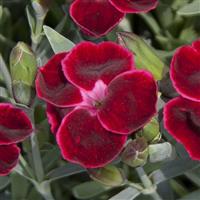 Dianthus EverLast™ Velvet