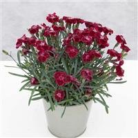 Dianthus EverLast™ Velvet