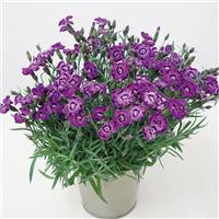 Dianthus EverLast™ Violet Blue