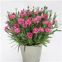 Dianthus EverLast™ Red+Pink