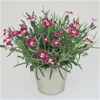 Dianthus EverLast™ Ruby Edge