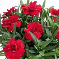 Oscar<sup>®</sup> Cherry Dianthus