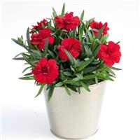 Oscar<sup>®</sup> Cherry Dianthus