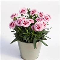 Oscar<sup>®</sup> Purple Star Dianthus