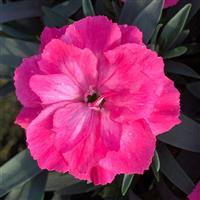 Oscar<sup>®</sup> Neon Pink Dianthus