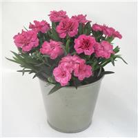 Oscar<sup>®</sup> Neon Pink Dianthus