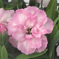 Oscar<sup>®</sup> Light Rose Dianthus