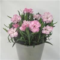 Oscar<sup>®</sup> Light Rose Dianthus