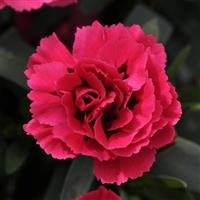 Oscar<sup>®</sup> Cherry+Velvet Dianthus