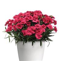 Oscar<sup>®</sup> Cherry+Velvet Dianthus