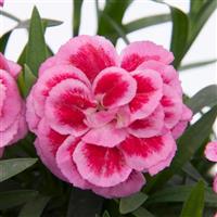 Oscar<sup>®</sup> Violet+Pink Dianthus