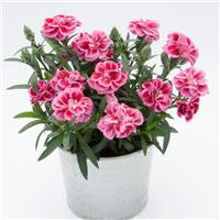 Oscar<sup>®</sup> Violet+Pink Dianthus