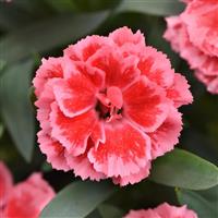 Oscar<sup>®</sup> Peach Edge Dianthus