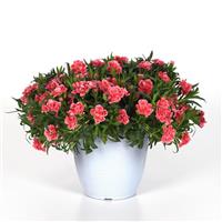 Oscar<sup>®</sup> Peach Edge Dianthus