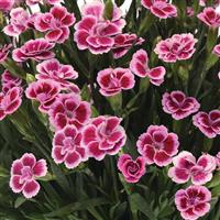 Dianthus Pink Kisses<sup>®</sup>