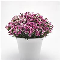 Dianthus Pink Kisses<sup>®</sup>