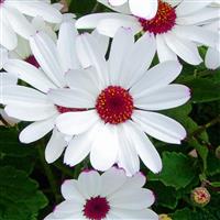 Senetti<sup>®</sup> White Red Heart Pericallis