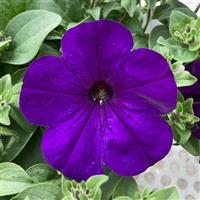 Headliner™ Blue Petunia